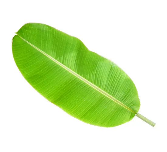 Banana Leaf 1Pc India